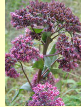 Очиток пурпурный (Sedum purpureum (L) Sohult) Очиток пурпурный (Sedum purpureum (L) Sohult)